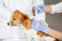 Parvovirus chez les chiens : vaccination d’urgence à Sherbrooke